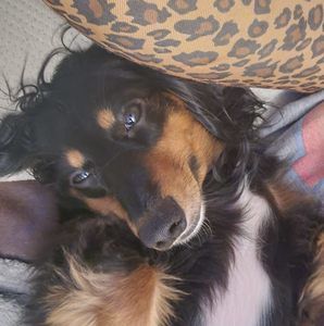 Meet your Posher, Sherrie